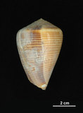 中文名:黑線芋螺 (003193-00014)學名:Conus figulinus Linnaeus, 1758(003193-00014)