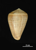 中文名:黑線芋螺 (003317-00006)學名:Conus figulinus Linnaeus, 1758(003317-00006)