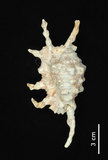 中文名:蠍螺(002411-00230)學名:Lambis scorpius (Linnaeus, 1758)(002411-00230)