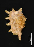 中文名:蠍螺(003233-00018)學名:Lambis scorpius (Linnaeus, 1758)(003233-00018)