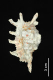 中文名:蠍螺(003405-00026)學名:Lambis scorpius (Linnaeus, 1758)(003405-00026)