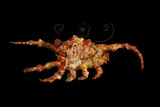 中文名:蠍螺(005750-00019)學名:Lambis scorpius (Linnaeus, 1758)(005750-00019)