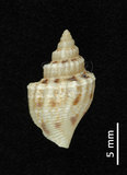 中文名:百肋鳳凰螺(004656-00011)學名:Strombus labiatus (Roding, 1798)(004656-00011)
