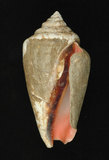 中文名:紅嬌鳳凰螺(002386-00141)學名:Strombus luhuanus Linnaeus, 1758(002386-00141)