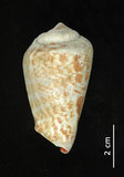 中文名:紅嬌鳳凰螺(002386-00143)學名:Strombus luhuanus Linnaeus, 1758(002386-00143)