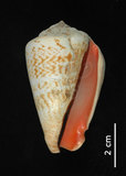 中文名:紅嬌鳳凰螺(002386-00144)學名:Strombus luhuanus Linnaeus, 1758(002386-00144)