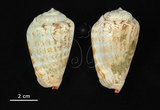 中文名:紅嬌鳳凰螺(002386-00144)學名:Strombus luhuanus Linnaeus, 1758(002386-00144)
