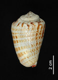 中文名:紅嬌鳳凰螺(002386-00145)學名:Strombus luhuanus Linnaeus, 1758(002386-00145)