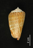 中文名:紅嬌鳳凰螺(002639-00125)學名:Strombus luhuanus Linnaeus, 1758(002639-00125)