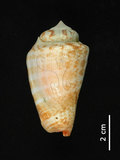中文名:紅嬌鳳凰螺(002964-00129)學名:Strombus luhuanus Linnaeus, 1758(002964-00129)