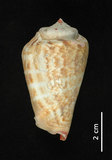中文名:紅嬌鳳凰螺(003241-00041)學名:Strombus luhuanus Linnaeus, 1758(003241-00041)