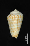 中文名:紅嬌鳳凰螺(004976-00108)學名:Strombus luhuanus Linnaeus, 1758(004976-00108)