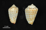 中文名:紅嬌鳳凰螺(004976-00108)學名:Strombus luhuanus Linnaeus, 1758(004976-00108)