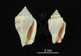 中文名:花瓶鳳凰螺(001737-00235)學名:Strombus mutabilis Swainson, 1821(001737-00235)