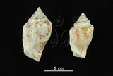 中文名:花瓶鳳凰螺(001737-00235)學名:Strombus mutabilis Swainson, 1821(001737-00235)