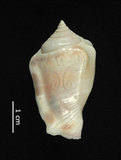 中文名:花瓶鳳凰螺(001737-00237)學名:Strombus mutabilis Swainson, 1821(001737-00237)