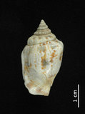 中文名:花瓶鳳凰螺(002386-00148)學名:Strombus mutabilis Swainson, 1821(002386-00148)