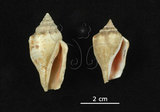 中文名:花瓶鳳凰螺(002386-00149)學名:Strombus mutabilis Swainson, 1821(002386-00149)