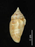 中文名:花瓶鳳凰螺(002629-00023)學名:Strombus mutabilis Swainson, 1821(002629-00023)