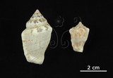 中文名:花瓶鳳凰螺(003405-00030)學名:Strombus mutabilis Swainson, 1821(003405-00030)