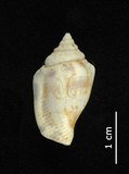 中文名:花瓶鳳凰螺(004324-00043)學名:Strombus mutabilis Swainson, 1821(004324-00043)