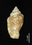 中文名:花瓶鳳凰螺(004611-00025)學名:Strombus mutabilis Swainson, 1821(004611-00025)