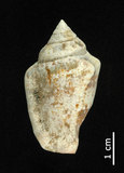 中文名:花瓶鳳凰螺(004656-00012)學名:Strombus mutabilis Swainson, 1821(004656-00012)
