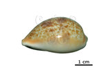中文名:西非瑪瑙寶螺(005848-00010)學名:Cypraea achatidea Sowerby, 1837(005848-00010)