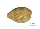 中文名:西非瑪瑙寶螺(005848-00010)學名:Cypraea achatidea Sowerby, 1837(005848-00010)