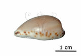 中文名:豐滿寶螺(005814-00043)學名:Cypraea angustata Gmelin, 1791(005814-00043)