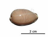 中文名:豐滿寶螺(005814-00043)學名:Cypraea angustata Gmelin, 1791(005814-00043)