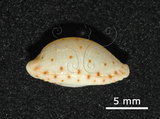 中文名:貝氏寶螺(005848-00024)學名:Cypraea beckii Gaskoin, 1836(005848-00024)