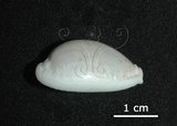 中文名:玻芬寶螺(005848-00015)學名:Cypraea boivinii Kiener, 1843(005848-00015)