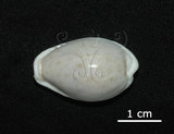 中文名:玻芬寶螺(005848-00015)學名:Cypraea boivinii Kiener, 1843(005848-00015)