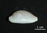 中文名:玻芬寶螺(005848-00034)學名:Cypraea boivinii Kiener, 1843(005848-00034)