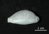 中文名:玻芬寶螺(005848-00034)學名:Cypraea boivinii Kiener, 1843(005848-00034)