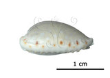 中文名:玻芬寶螺(006146-00052)學名:Cypraea boivinii Kiener, 1843(006146-00052)
