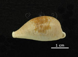 中文名:開普敦寶螺(005814-00084)學名:Cypraea capensis Gray, 1828(005814-00084)