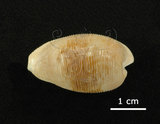 中文名:開普敦寶螺(005814-00084)學名:Cypraea capensis Gray, 1828(005814-00084)