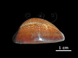 中文名:龍頭寶螺(005814-00044)學名:Cypraea caputdraconis Melvill, 1888(005814-00044)