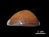 中文名:龍頭寶螺(005814-00044)學名:Cypraea caputdraconis Melvill, 1888(005814-00044)