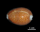 中文名:龍頭寶螺(005814-00044)學名:Cypraea caputdraconis Melvill, 1888(005814-00044)