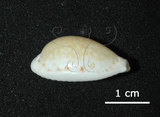 中文名:淡黃寶螺(005814-00091)學名:Cypraea cernica Sowerby, 1870(005814-00091)