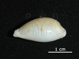 中文名:淡黃寶螺(005814-00091)學名:Cypraea cernica Sowerby, 1870(005814-00091)