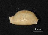 中文名:金蛹寶螺(005814-00080)學名:Cypraea childreni Gray, 1825(005814-00080)