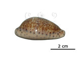 中文名:阿念寶螺(005814-00053)學名:Cypraea annettae Dall, 1909(005814-00053)