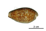 中文名:阿念寶螺(005814-00053)學名:Cypraea annettae Dall, 1909(005814-00053)
