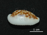 中文名:所羅門寶螺(005814-00087)學名:Cypraea coxeni Cox, 1873(005814-00087)