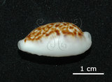 中文名:所羅門寶螺(005814-00087)學名:Cypraea coxeni Cox, 1873(005814-00087)