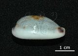 中文名:寬口寶螺(005814-00072)學名:Cypraea cylindrica Born, 1778(005814-00072)